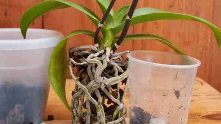 Полив орхідей в домашніх умовах: головне - не переборщити